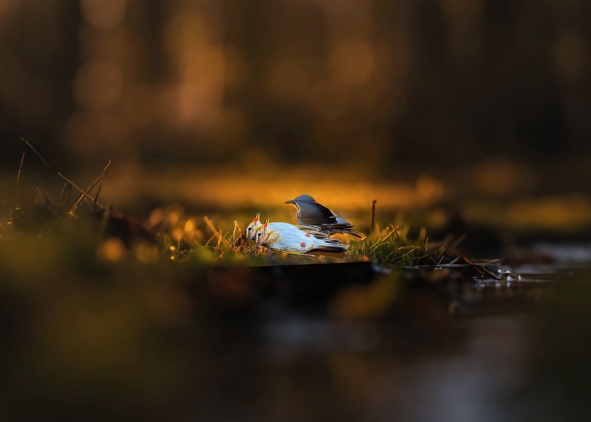 Synthetic Refugium 06 gallery Ewa Doroszenko