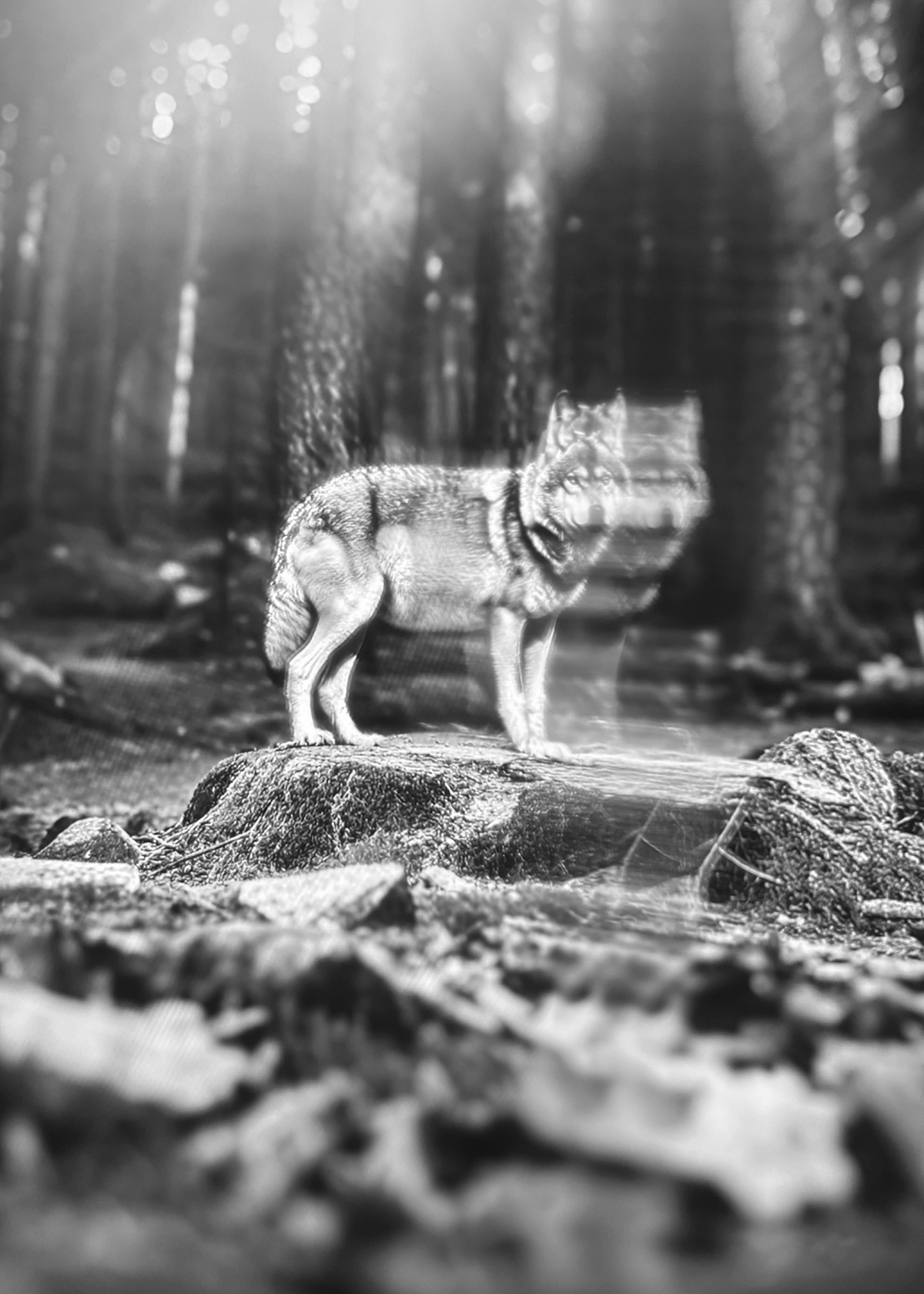 Synthetic Refugium 07 gallery Ewa Doroszenko