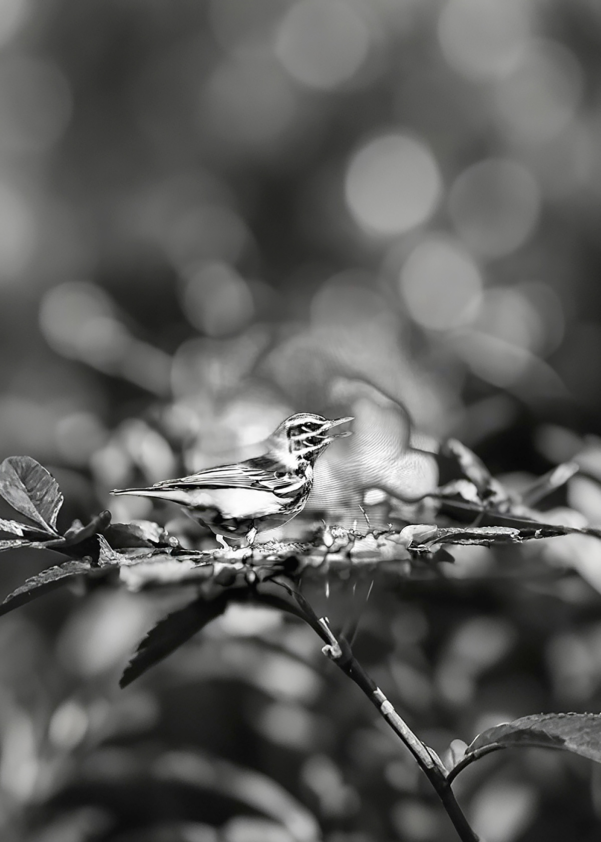 Synthetic Refugium 08 gallery Ewa Doroszenko