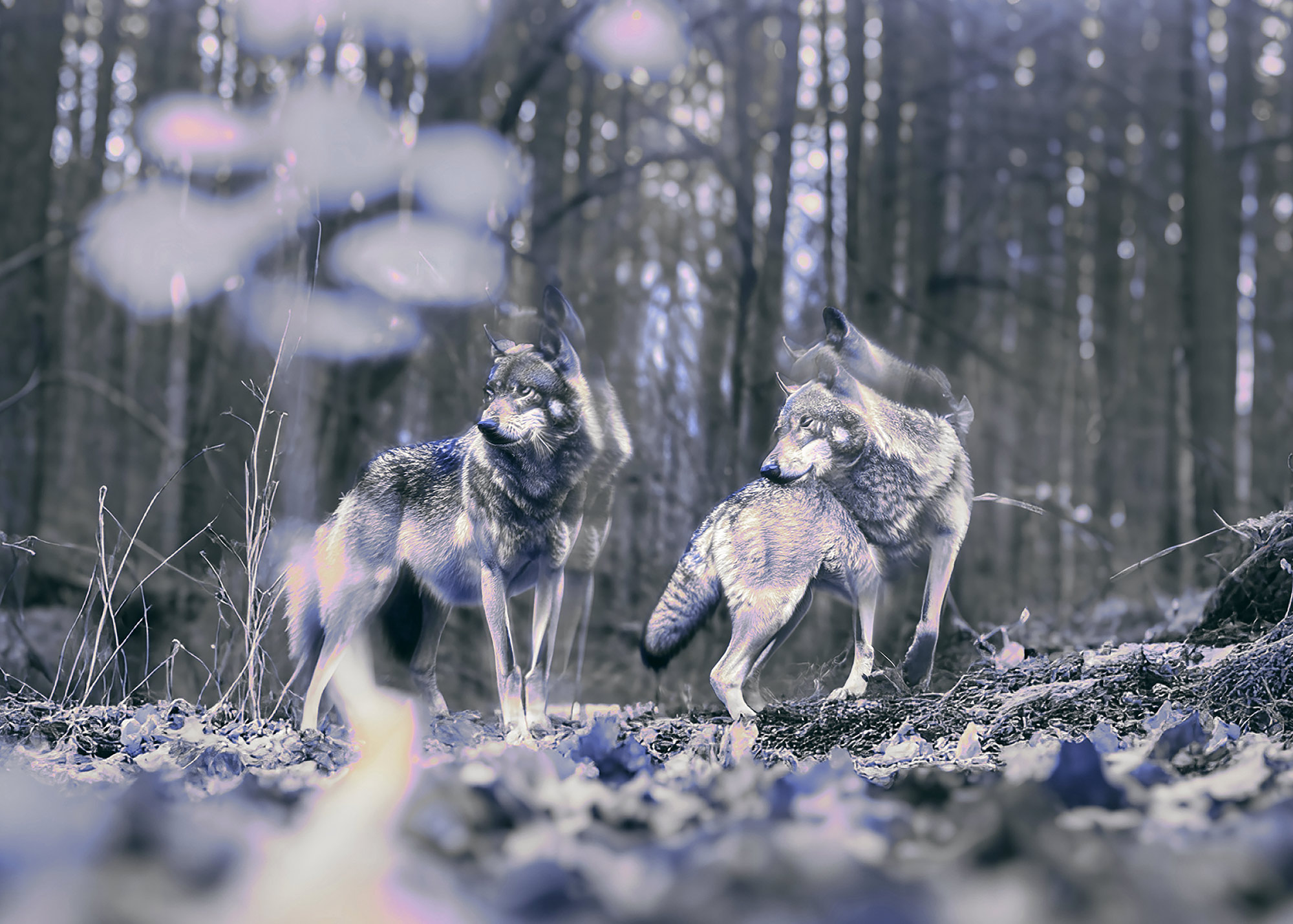 Synthetic Refugium 11 gallery Ewa Doroszenko