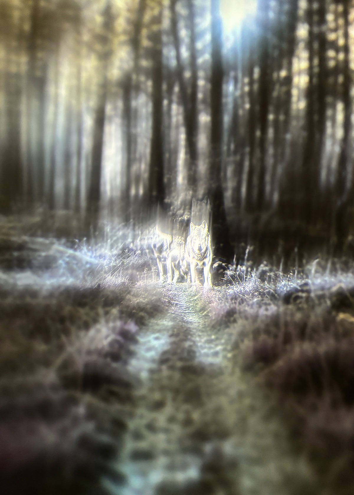 Synthetic Refugium 15 gallery Ewa Doroszenko